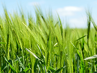 阿勒泰福海农场XXXX公司31445.1亩耕地出租，1年年限